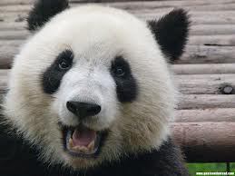 Happy panda
