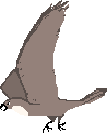 Hawk