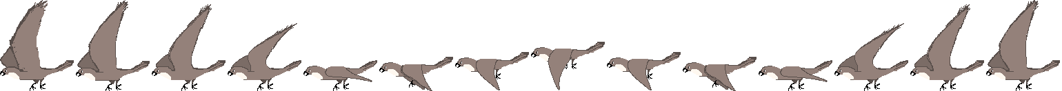 hawk_sprite_sheet