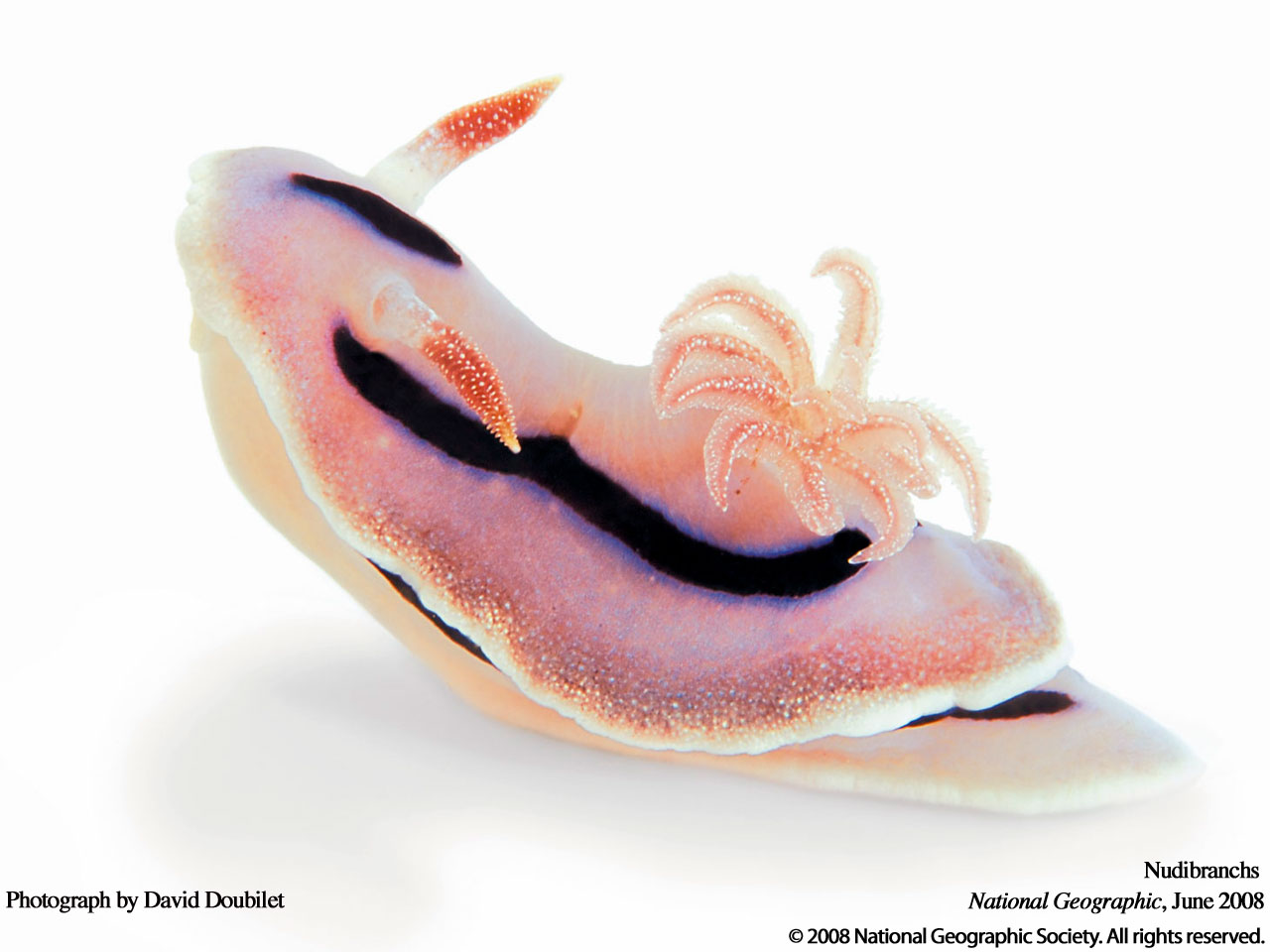 JuneNudibranchs08-07-1280.jpg
