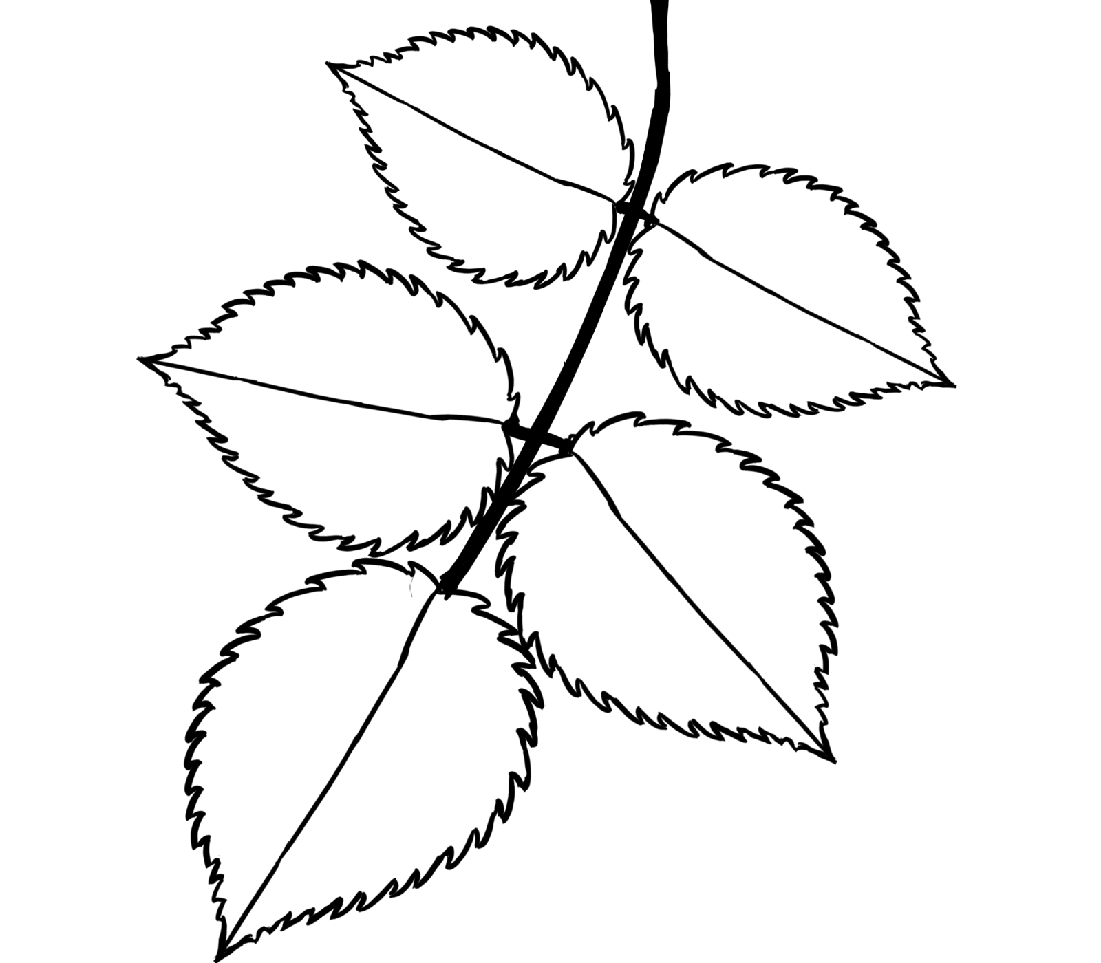 Leaves sketch.png