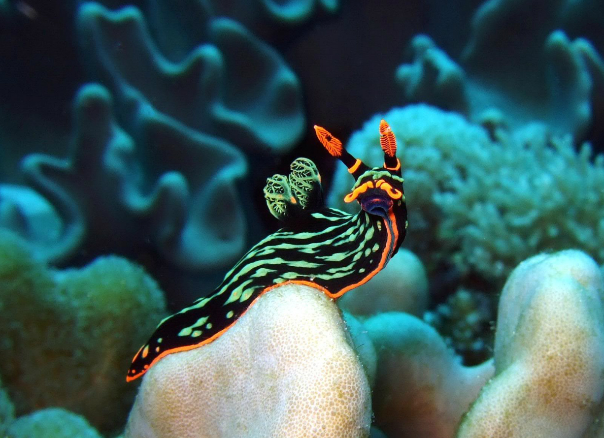 nudibranch061