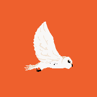 Owl-wing-animation