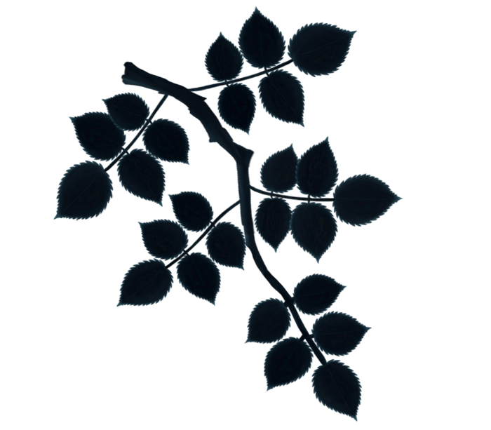 Small Branch with Leaves.png